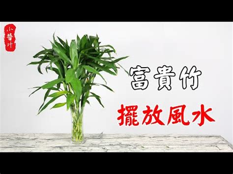 開運竹放陽台|開運竹 ~ 陽台農夫